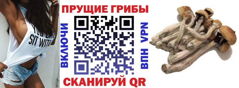 Псилоцибиновые грибы Cubensis Гороховец
